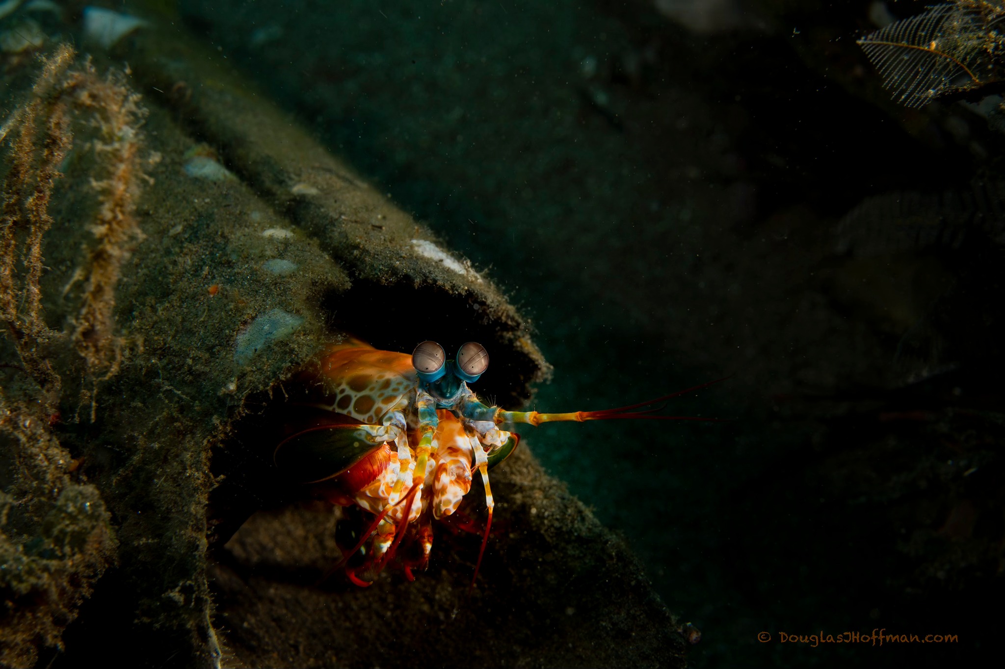 Peacock Mantis Shrimp (<i>Odontodactylus scyllarus</i>)